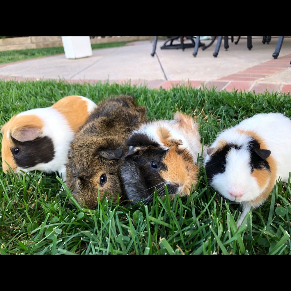 my piggies !! 💞💕